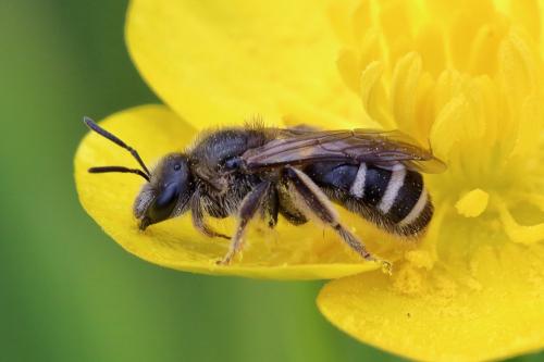 Lasioglossum (leucozonium-zonulum)